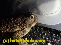 /home//u458753944/public_html/sourcegallery////Roxborough Toad Detour/2021/2021-03-28/P3280085.JPG